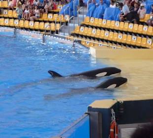 Orca Ocean Show