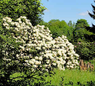 Blühende Rhododendren