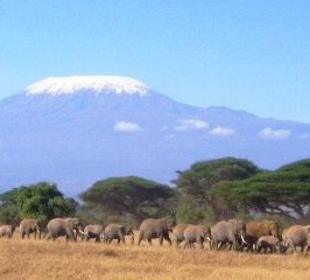 Elefanten vor dem Kilimandjaro