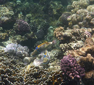 Picasso-Drückerfisch