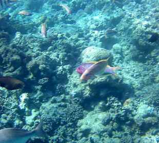 Schnorcheln Hurghada