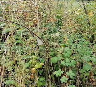 Schaugarten Eninger Weide