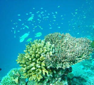 Grüne Schwalbenschwänze