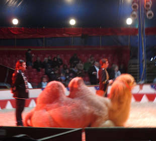Landauer Weihnachtcircus 2016