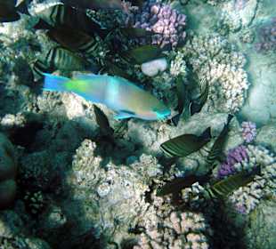 Unterwasser Hausriff