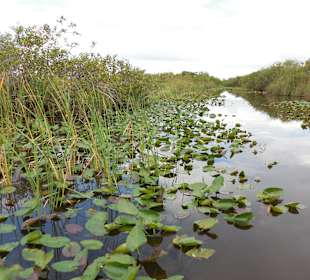 Everglades