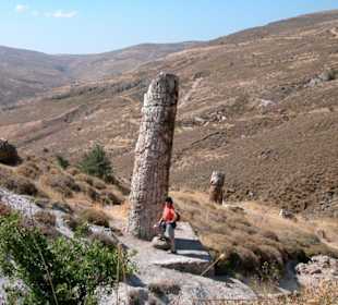 Der versteinerte Wald