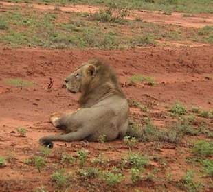 Löwe im Tsavo-Ost Nationalpark