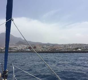 Dolphin Sailing 