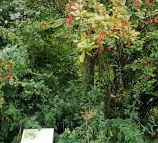 Schaugarten Eninger Weide