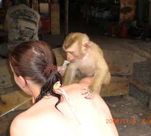  Im Elefantencamp, Begrüssung von einem Affenbaby