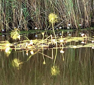 Fluss Kwando