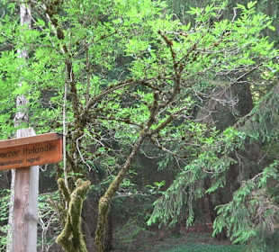 Waldlehrpfad in Tieringen