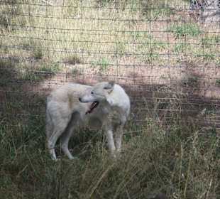 Bear Country Rapid City