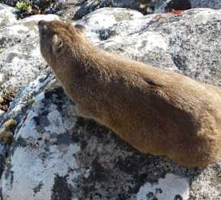 Ein Dassie