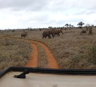 Elefanten kreuzen den Weg