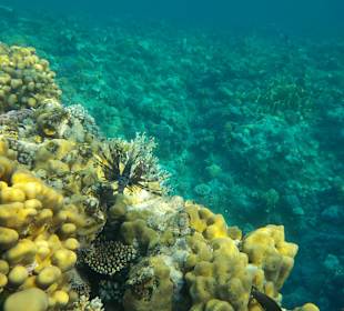 Schnorcheln Marsa Alam