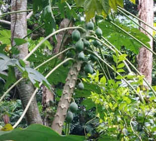 St. Lucia Best Experience Tours