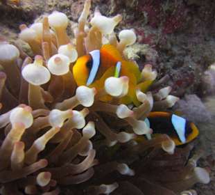 Phantastische Unterwasserwelt