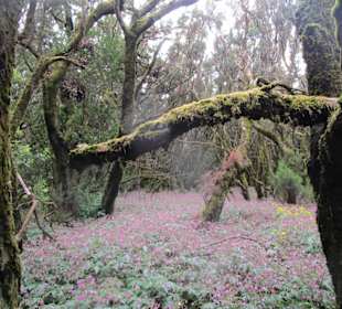  Besucherzentrum Nationalpark Garajonay