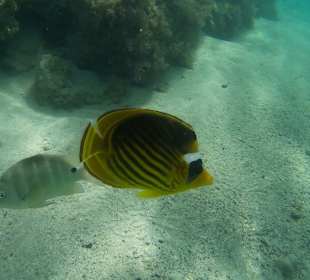 Schnorcheln El Quseir