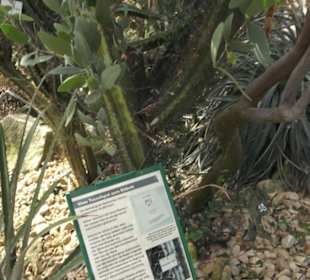 Botanischer Garten