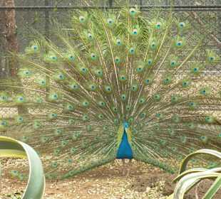 Casela Bird Park