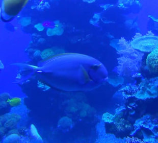 Palma Aquarium