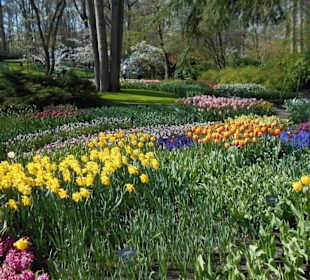Blumenpracht im Keukenhof