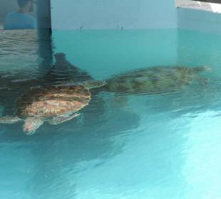 Schildkrötenaquarium