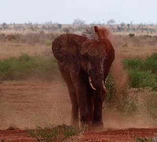 Roter Elefant in Tsavo Ost
