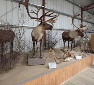 Tierszene im Wildlife Museum