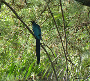 Gartenanlage Senegambia Hotel