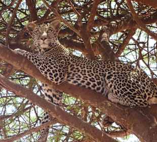 Julius Tact / JT Safaris 