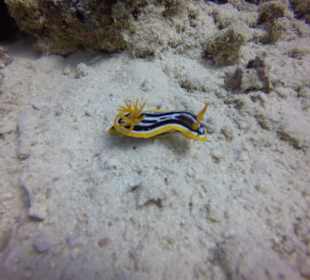 Schnorcheln Makadi Bay