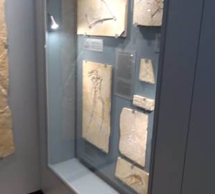 Jura-Museum