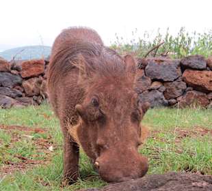 Ein Warzenschwein im Garten Hotel Swayness