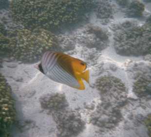 Tolle farbenfrohe Fische und Korallen