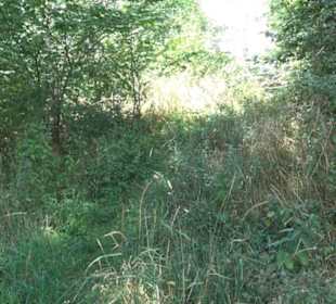 Burgruine Blankenstein