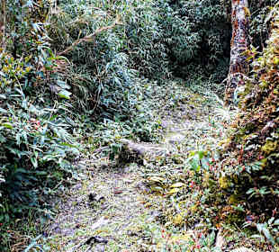 Podocarpus Nationalpark