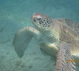 Schildkröte Marsa Mubarak