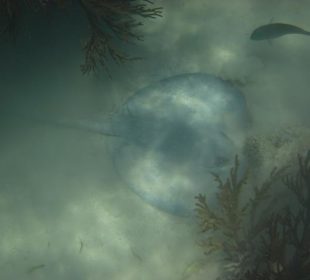 Unterwasserwelt Akumal