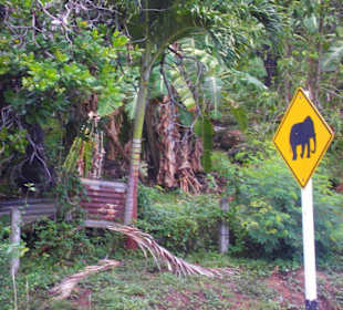 Achtung- Elefantenübergang!