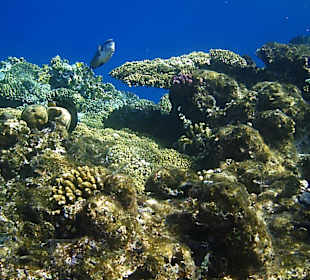 Schnorcheln Sahl Hasheesh