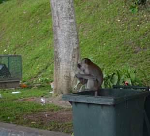 Batu Caves