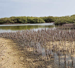 Mangrovenkanal