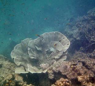 Schöne Korallen am vorgelagerten Riff vor dem Hotel