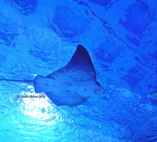 Aquarium-Tunnelgang 131m lang