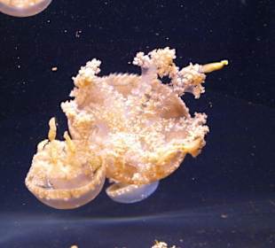Monterey Bay Aquarium