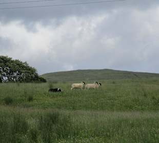 Patsy's Shaffarm